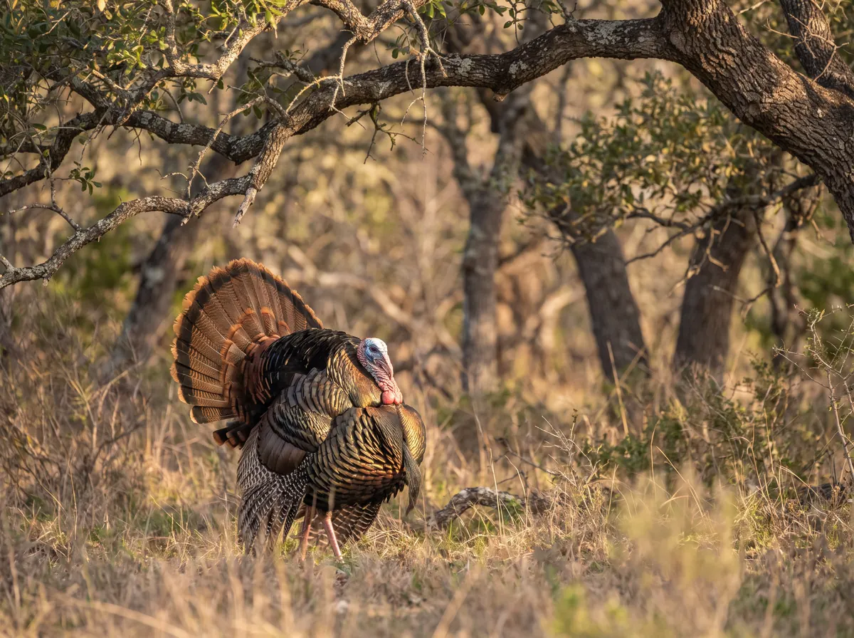Wild turkey tom fully strutting in a sunlit clearing on Ty Co Ranch